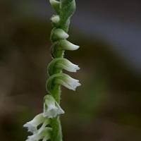 Spiranthes